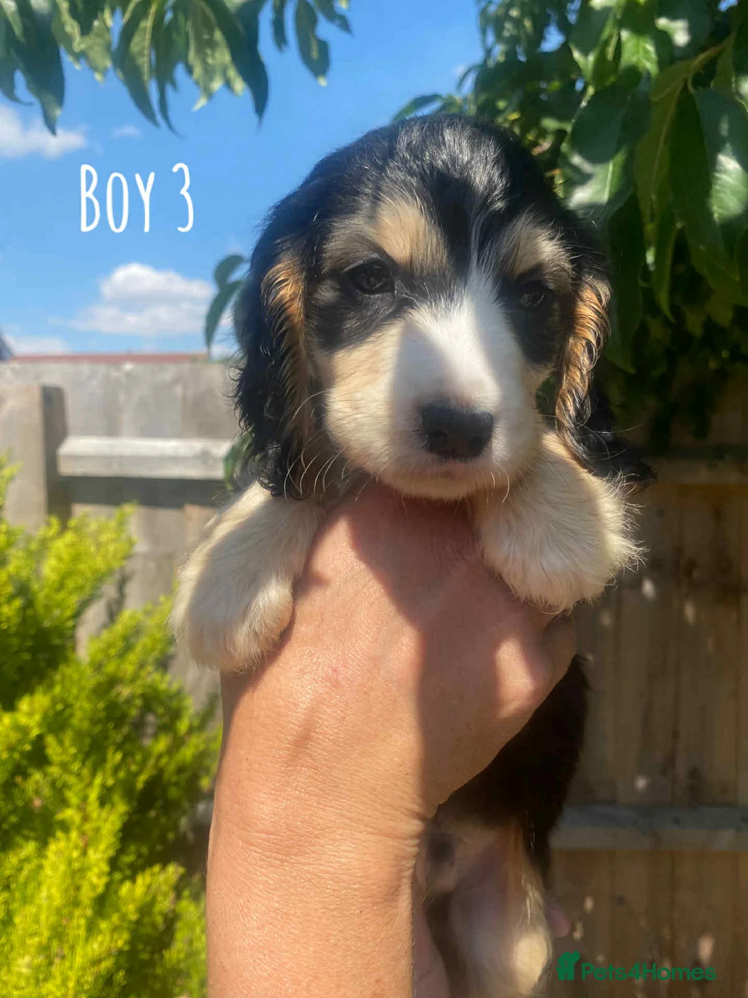 Cocker Spaniel dogs for stud: Show type cocker spaniel in Braintree - Advert 14