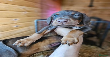 Dobermann dogs - Advert 5