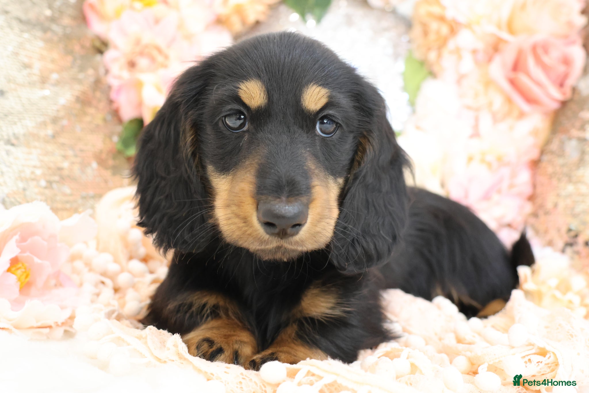 Miniature Dachshund dogs KC Miniature Dachshund Longhair Puppies - Advert 12