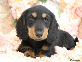 Miniature Dachshund dogs KC Miniature Dachshund Longhair Puppies - Advert 12