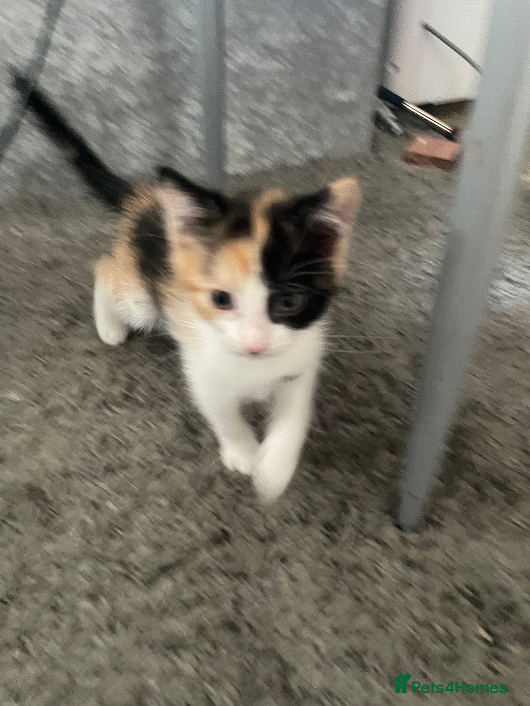 Mixed Breed cats for sale: 3 females - Image 2