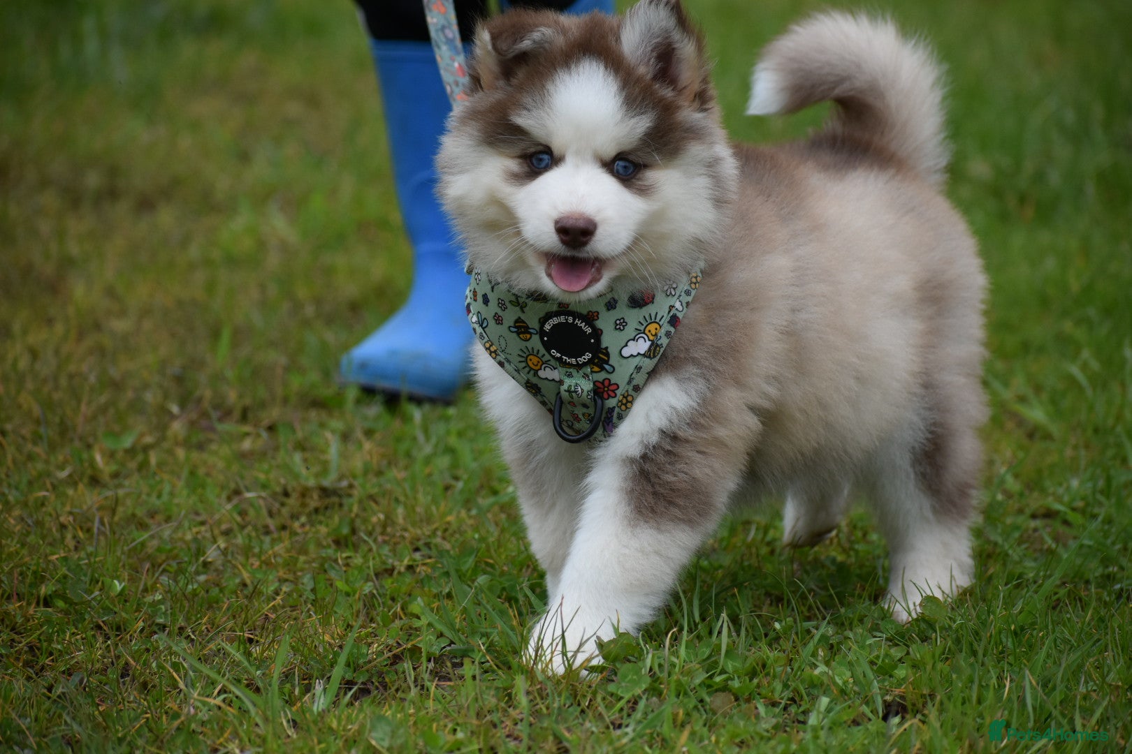 Pomsky dogs for sale: Genuine Pomsky puppies from health tested parents - Advert 1