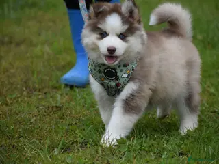 Pomsky dogs for sale: Genuine Pomsky puppies from health tested parents - Advert 1