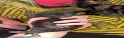 Mixed Breed cats for sale: 4 Beautiful kittens Looking for their forever home in Aberdeen - Advert 3