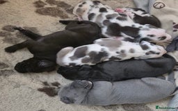 Great Dane dogs for sale: Welcome tothe world KC Registered Champ Bloodlines in Maidstone - Image 6