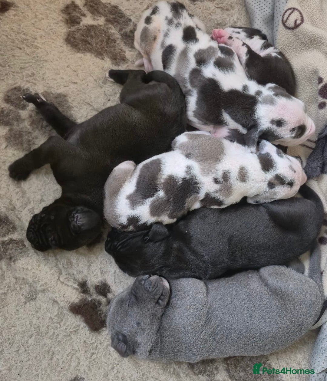 Great Dane dogs for sale: Welcome tothe world KC Registered Champ Bloodlines in Maidstone - Image 6