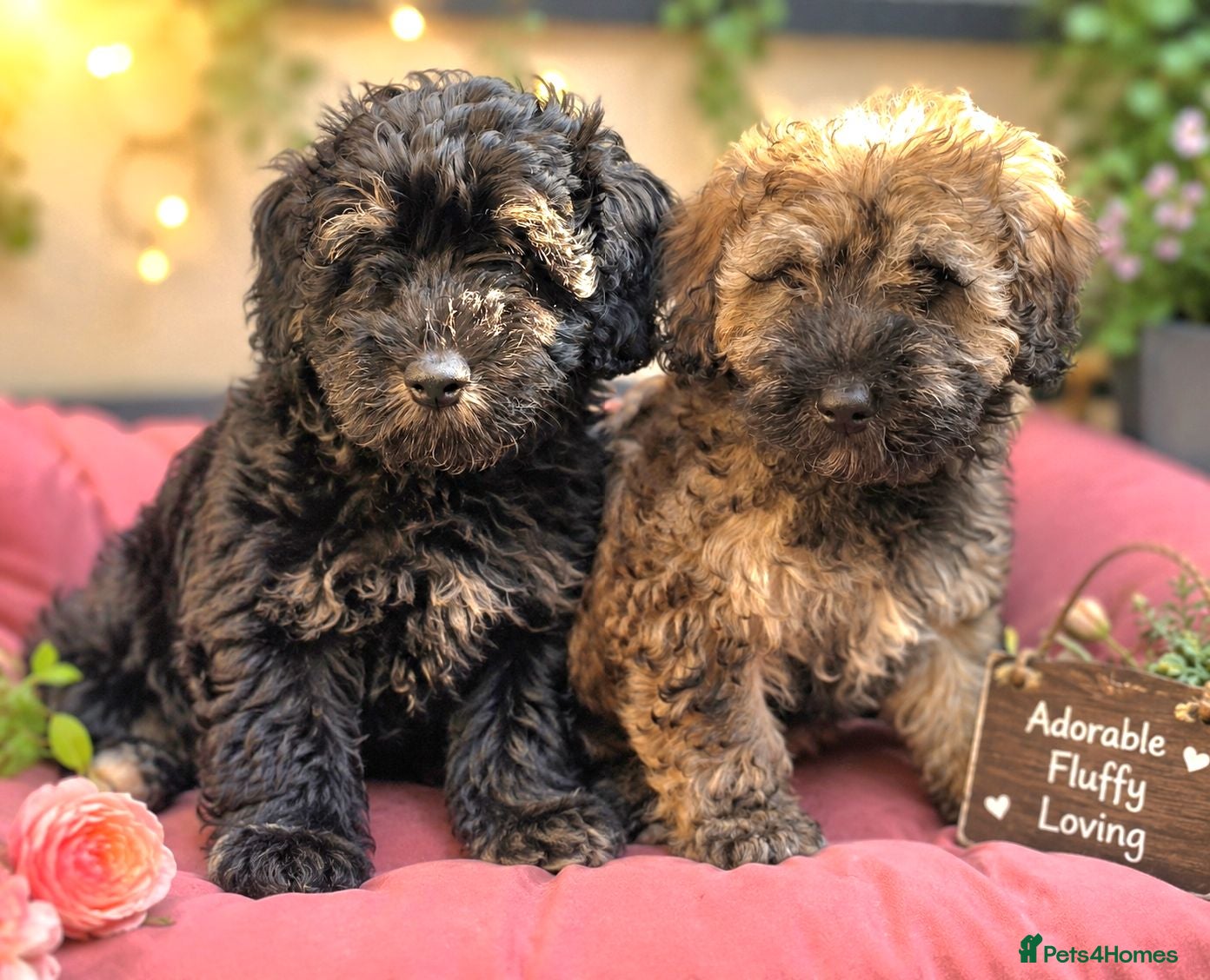 Mixed Breed dogs Cockapoo x Lhasa Apso Teddy Bear Puppies Ready Now - Advert 1
