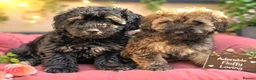 Mixed Breed dogs for sale: Cockapoo x Lhasa Apso Teddy Bear Puppies Ready Now - Advert 1