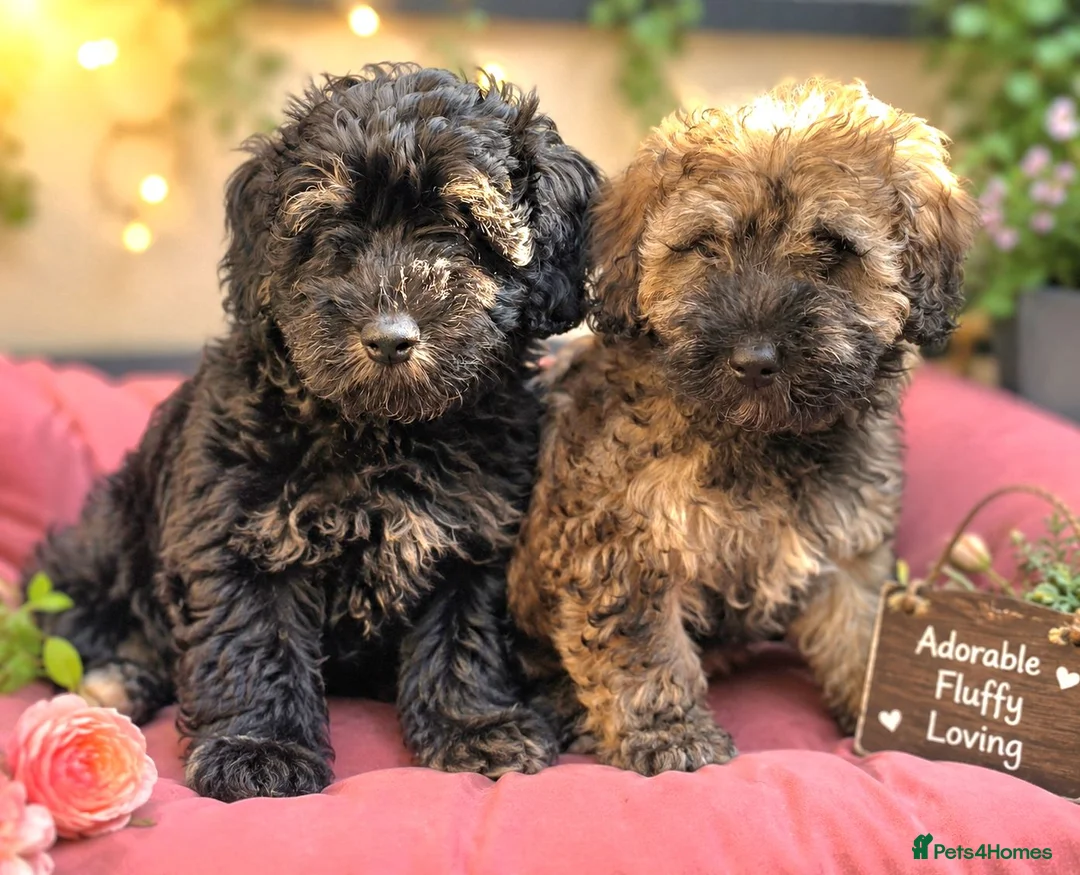Mixed Breed dogs for sale: Cockapoo x Lhasa Apso Teddy Bear Puppies Ready Now - Advert 1