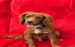 Cocker Spaniel dogs for sale: Working cocker spaniel puppies - Only 3x pups left - Image 15