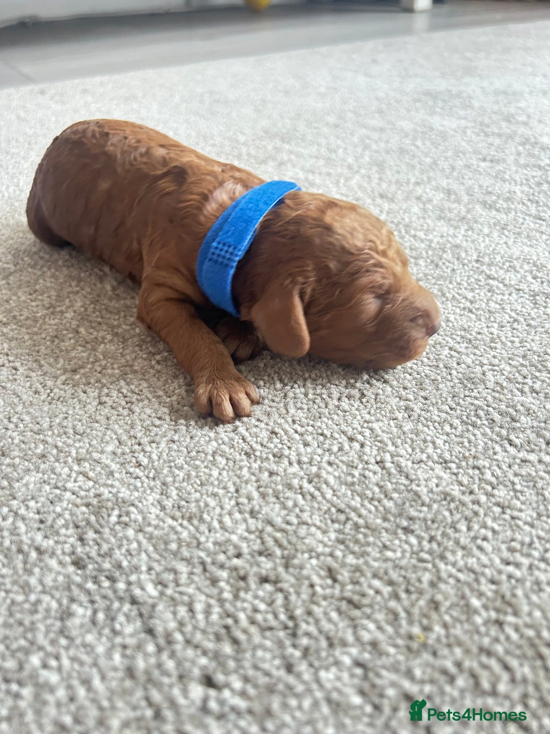 Cockapoo dogs for sale: Beautiful Cockapoo F2 puppies  - Image 5