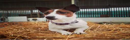 Jack Russell dogs for sale: Gorgeous jack Russells  - Advert 7