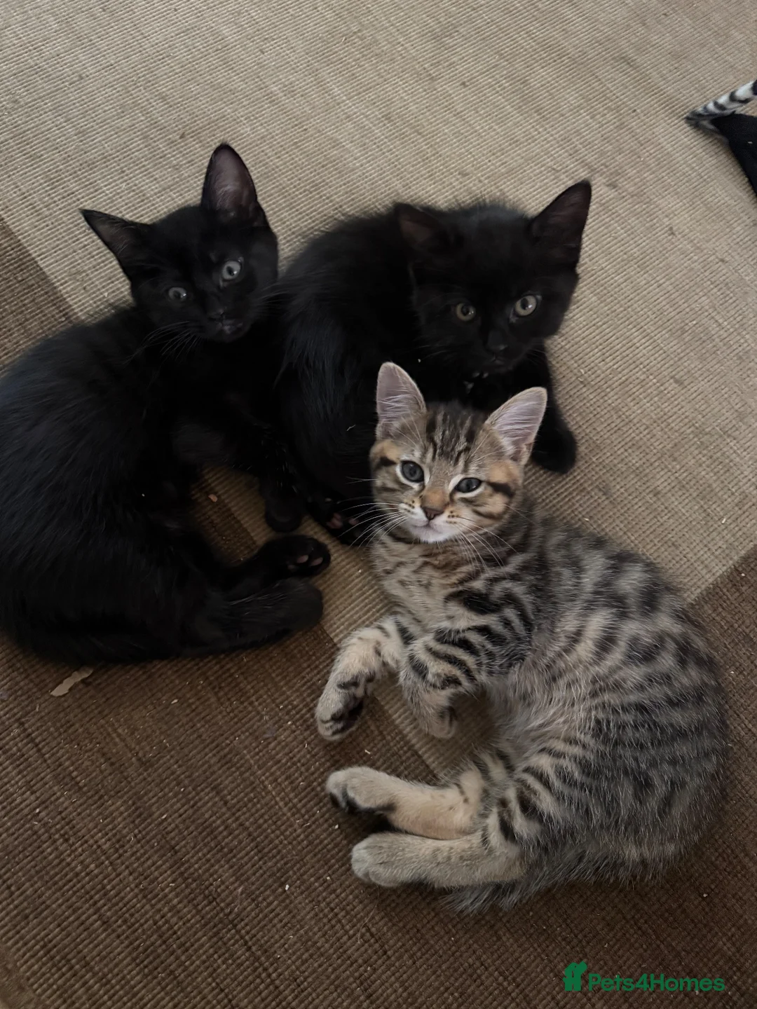 Mixed Breed cats for sale: Tabby Male Kitten - Advert 2