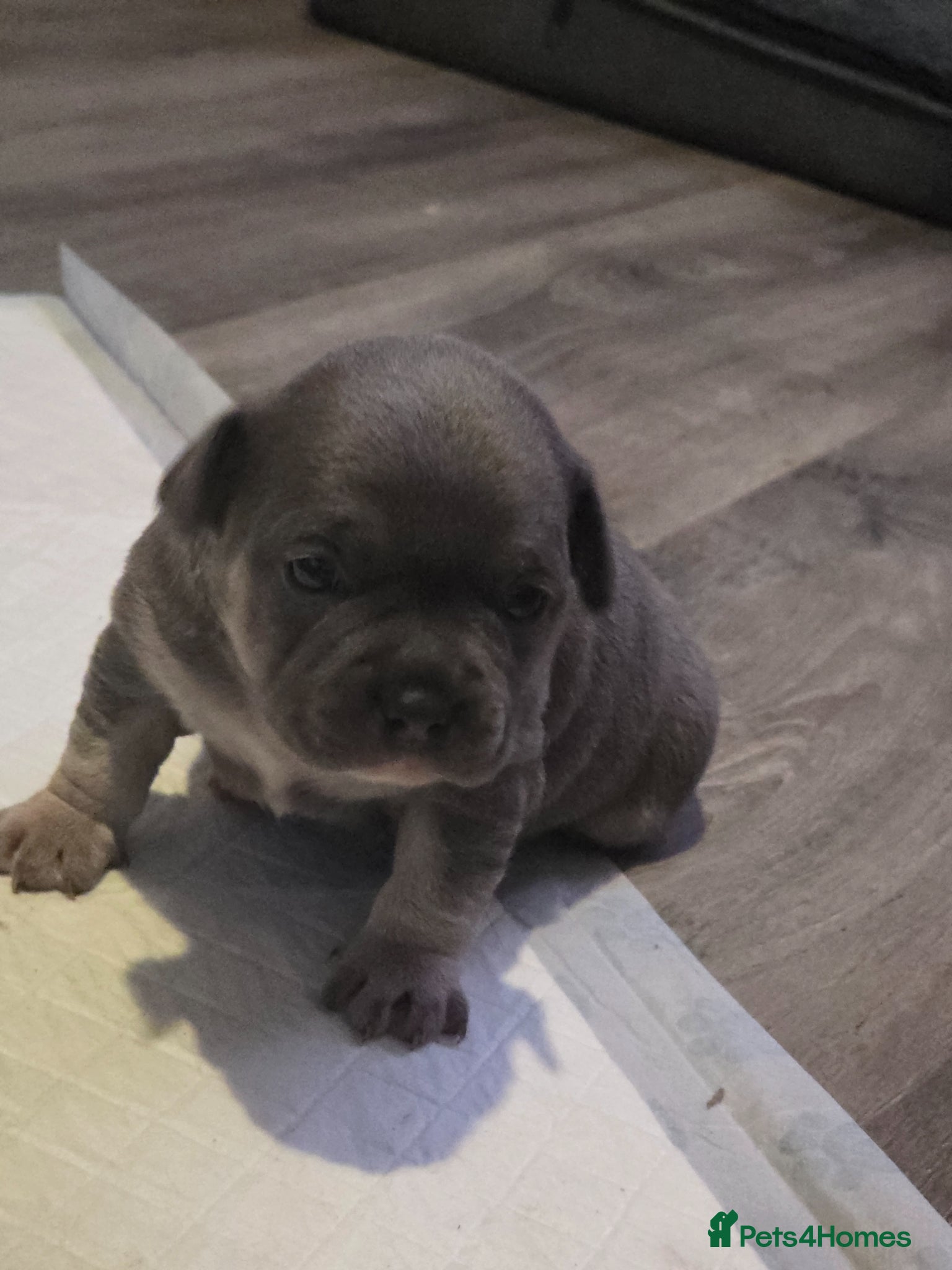 Mixed Breed dogs LAST PUP AVAILABLE  - Advert 3