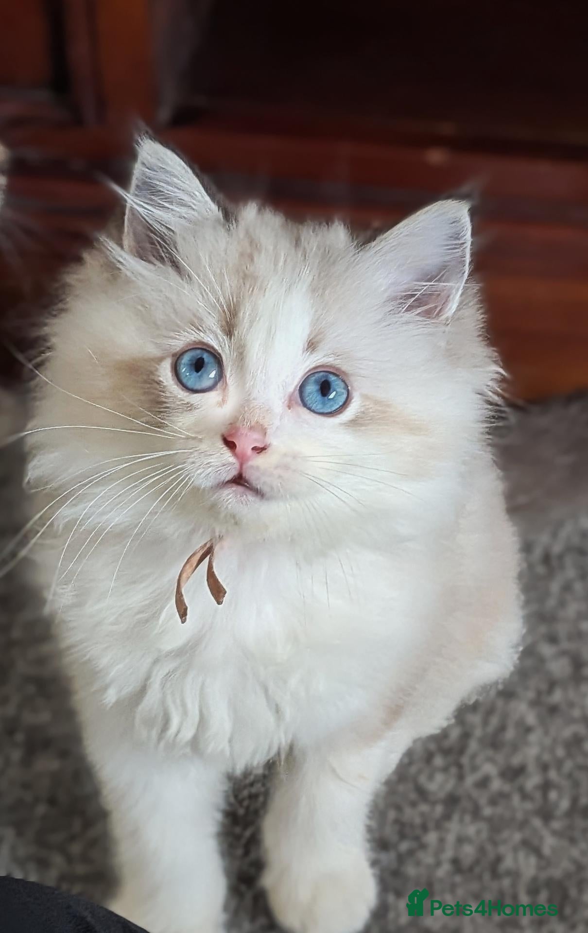 Ragdoll cats 🏆 GCCF Champion Ragdolls • Active Considered - Advert 2