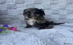 Cockapoo dogs for sale: F1 Showtype Cockapoo - Image 21