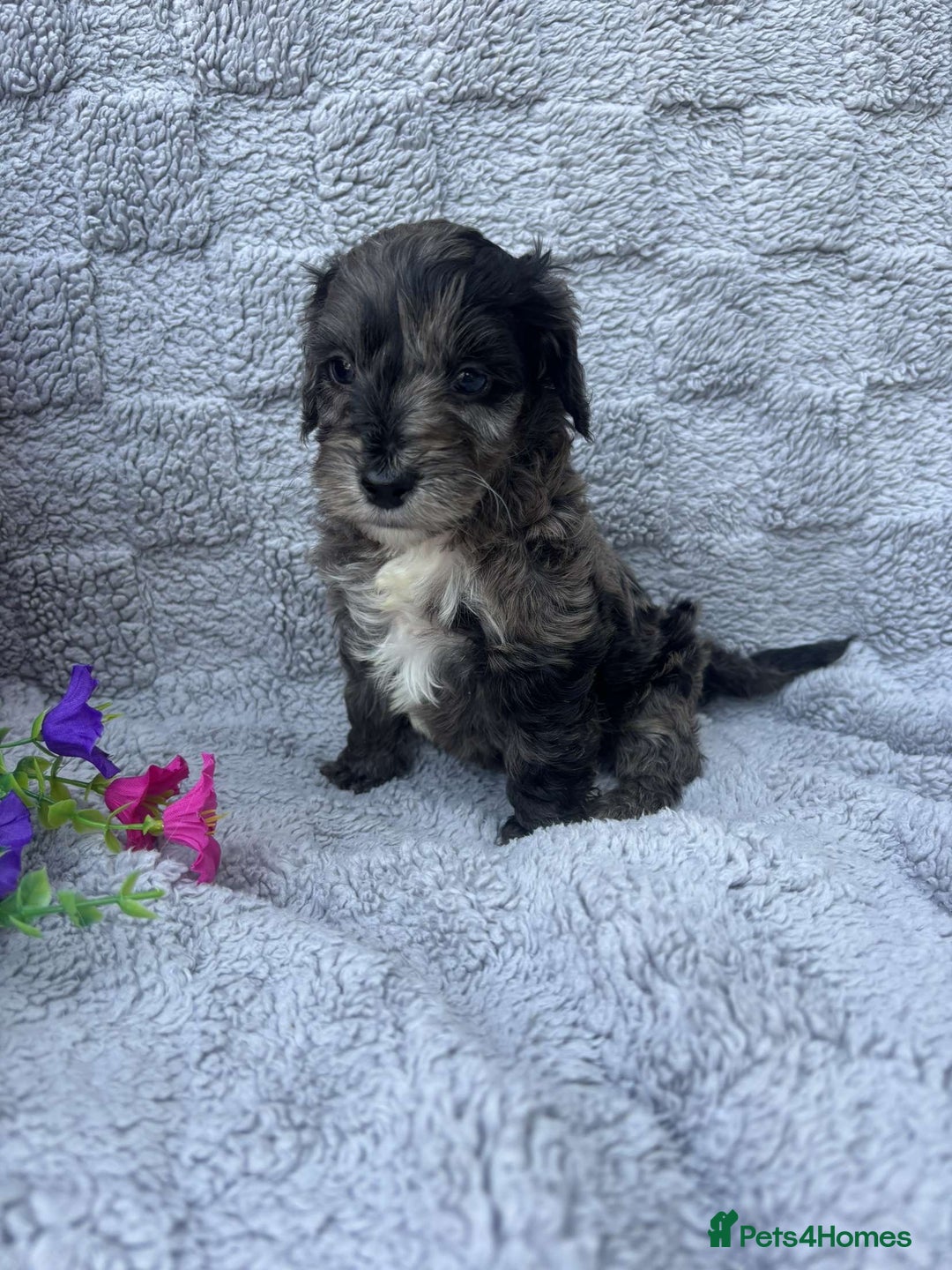 Cockapoo dogs for sale: F1 Showtype Cockapoo - Image 21