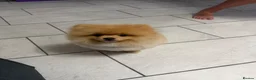 Pomeranian dogs for sale: Pomeranian pup in Hull - Advert 2