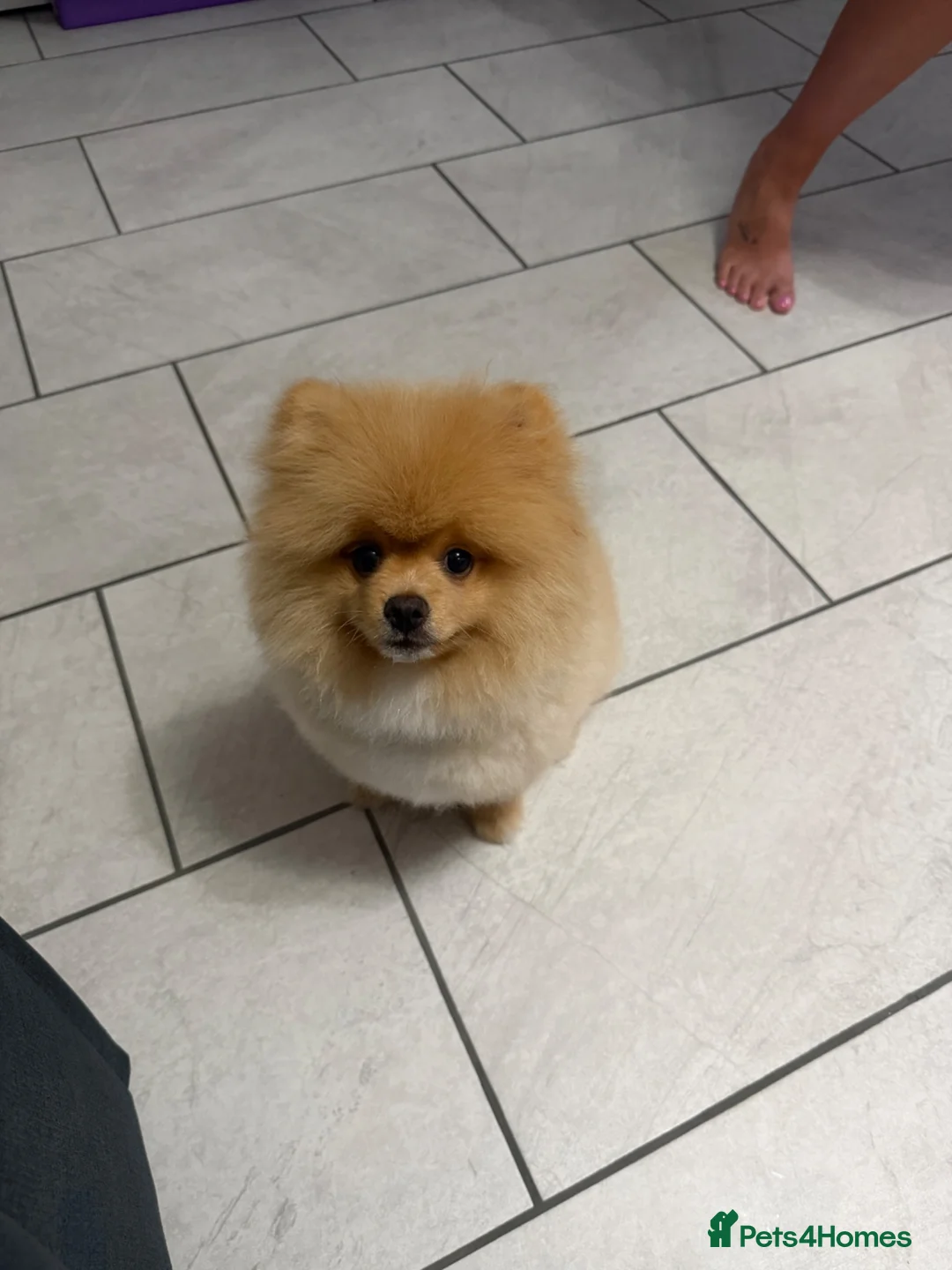 Pomeranian dogs for sale: Pomeranian pup in Hull - Advert 2