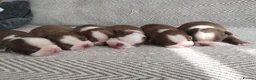 Boston Terrier dogs for sale: Adorable Boston Terrier Pups - Advert 1
