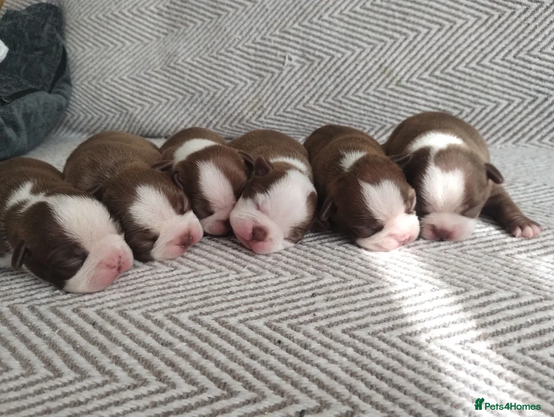 Boston Terrier dogs for sale: Adorable Boston Terrier Pups - Advert 1