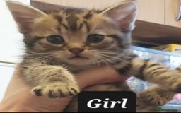 Mixed Breed cats for sale: Beautiful tabby kittens  - Image 3