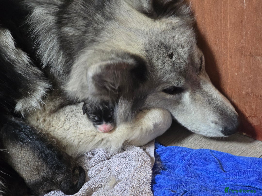 Mixed Breed dogs for sale: German Shepherd X Puppies - Image 11