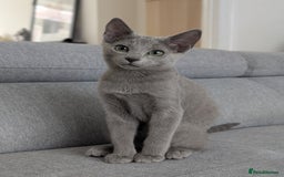 Russian Blue cats for sale: Last Russian Blue girl - Image 5