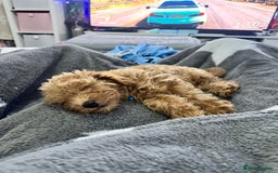 Toy Poodle dogs for stud: F1b westipoo for stud - Image 10