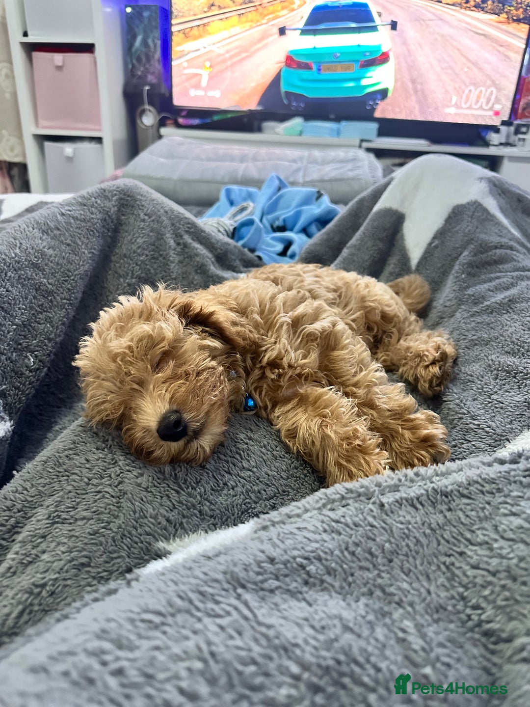 Toy Poodle dogs for stud: F1b westipoo for stud - Image 10