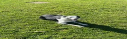Border Collie dogs for stud: Working Border Collie stud  - Advert 2