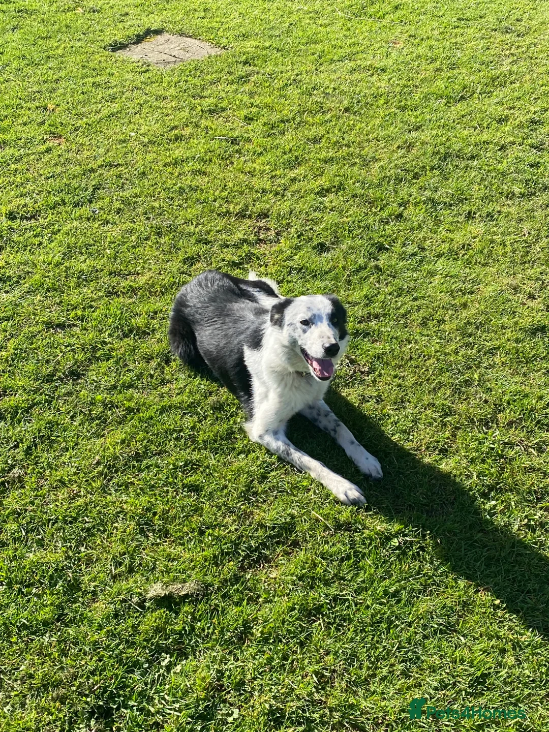 Border Collie dogs for stud: Working Border Collie stud  - Advert 2