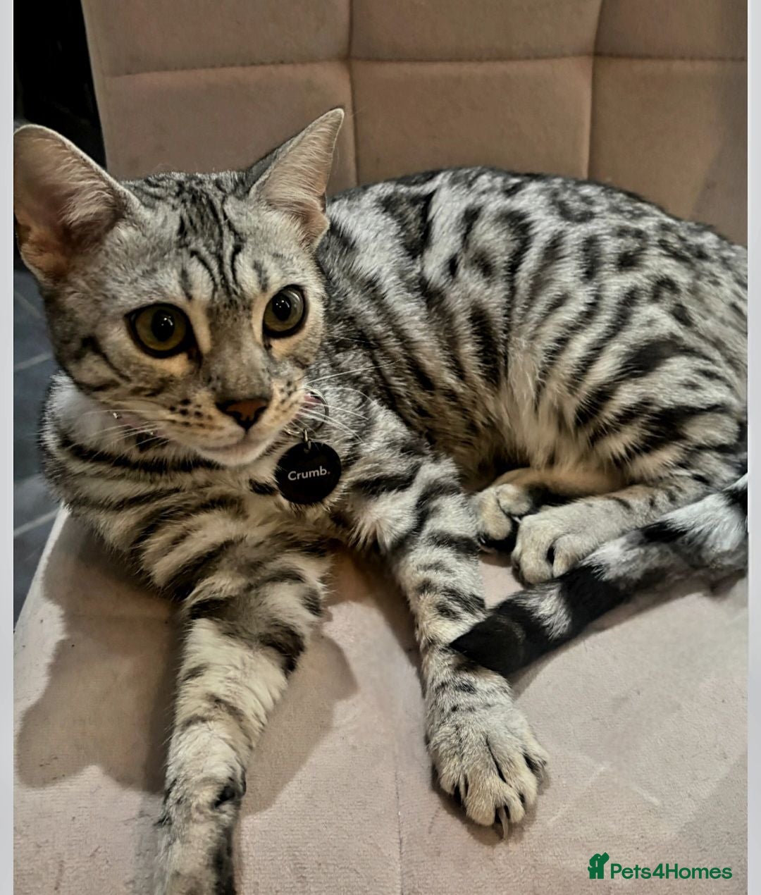 Bengal cats Beautiful Female Bengal - Advert 7