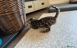 Bengal cats for sale: Pedigree TICA Bengal Brown Rosetted Male Kitten - Image 18