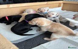 Labrador Retriever dogs for sale: KC Registered+Health checked Labrador puppies! in Rotherham - Image 11