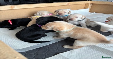 Labrador Retriever dogs in Rotherham - Advert 2