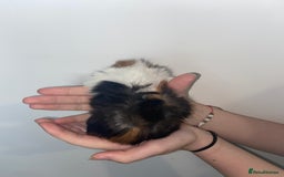 Guinea Pig rodents for sale: Stunning baby Guinea pigs 🤍 - Image 5