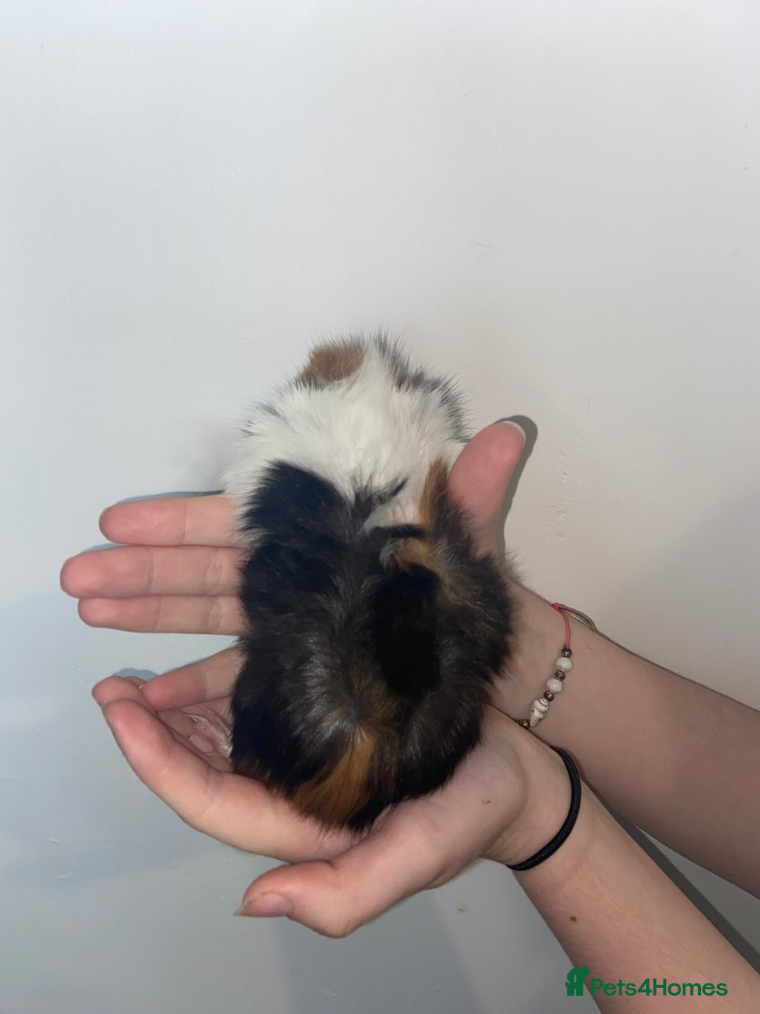 Guinea Pig rodents for sale: Stunning baby Guinea pigs 🤍 - Image 5