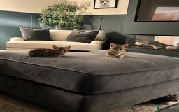 Domestic Shorthair cats for sale: Gorgeous little tabby girl - ready to go - Image 4