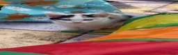 Domestic Shorthair cats for sale: Friendly 4 month old kittens for sale in Leicester - Advert 11