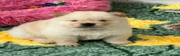 Chow Chow dogs for sale: KC chow chow puppies  - Advert 9