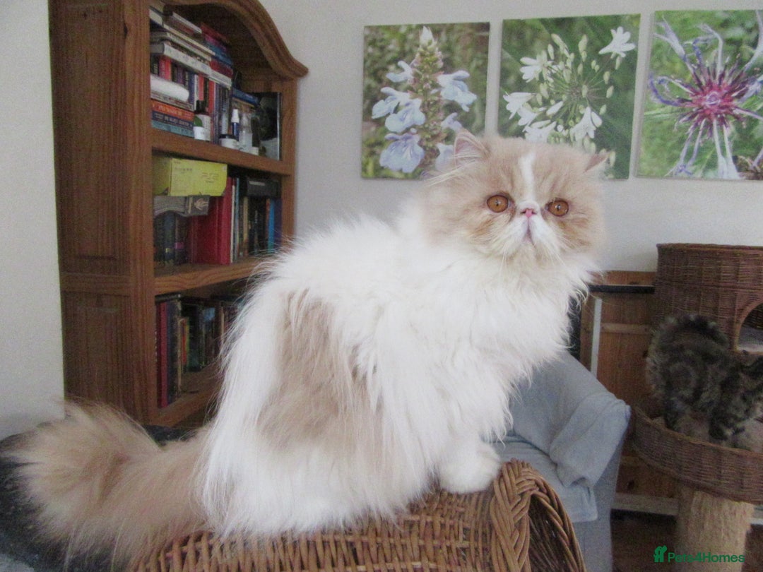 Persian cats for sale: Adorable Pedigree Persian Female Available Now - Image 6