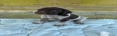 German Wirehaired Pointer 2