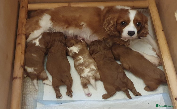 Cavalier King Charles Spaniel dogs Stunningly beautiful litter of cavaliers - Advert 3