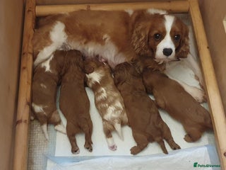 Cavalier King Charles Spaniel dogs Stunningly beautiful litter of cavaliers - Advert 10