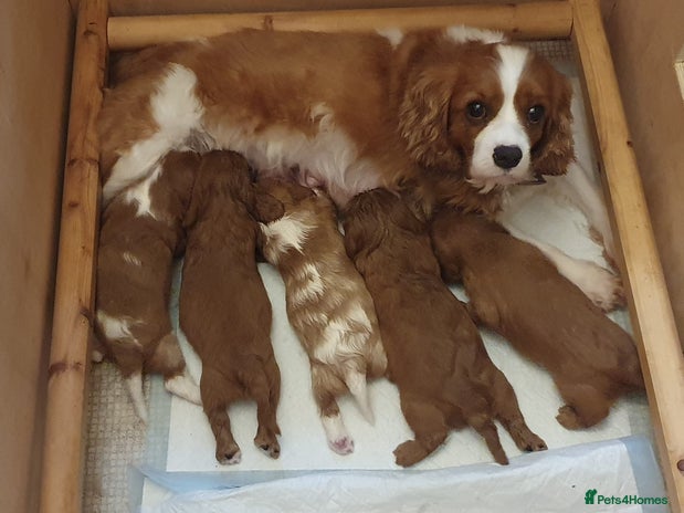 Cavalier King Charles Spaniel dogs Stunningly beautiful litter of cavaliers - Advert 2