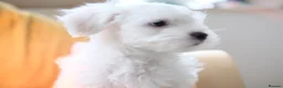 Maltese dogs for sale: Maltes puppy  - Advert 8