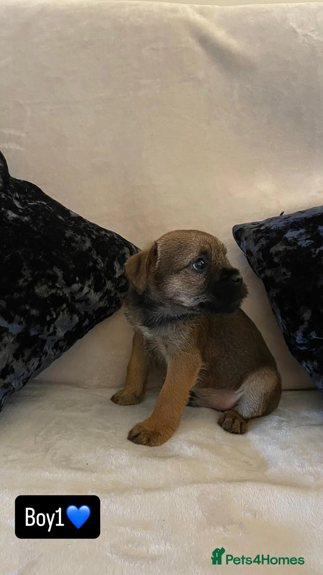 Border Terrier dogs for sale: Border terrier puppies - Advert 2