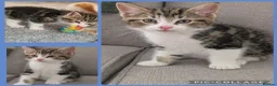 British Shorthair cats for sale: 3 Male & 1 Female kittens. Beautiful and playful  - Advert 4