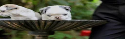 Pug dogs for sale: Panda pugs in Bishop Auckland - Advert 25